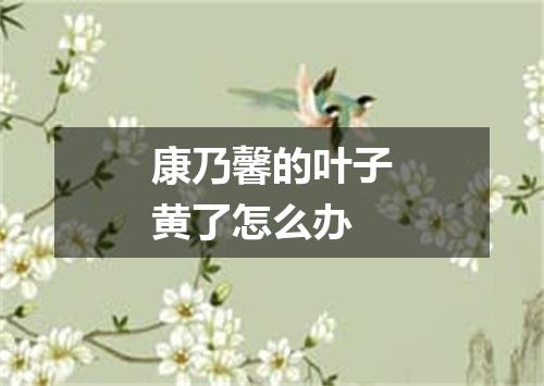 康乃馨的叶子黄了怎么办