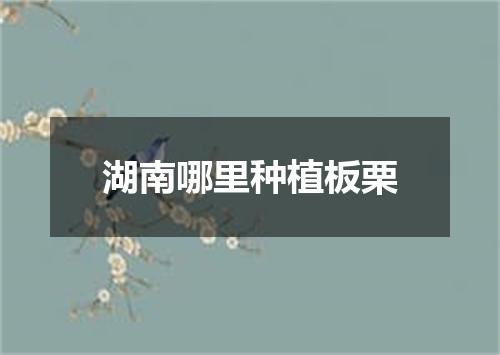 湖南哪里种植板栗