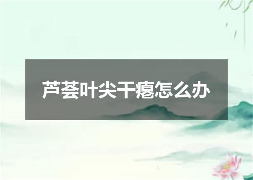 芦荟叶尖干瘪怎么办