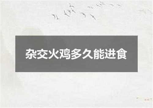 杂交火鸡多久能进食
