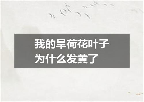 我的旱荷花叶子为什么发黄了