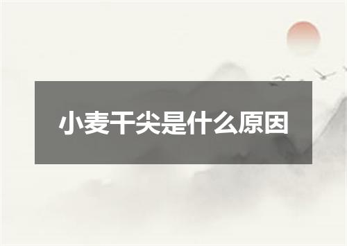 小麦干尖是什么原因