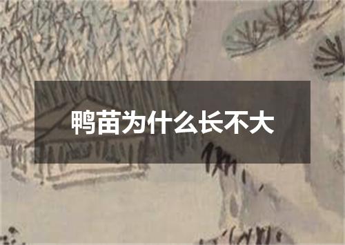 鸭苗为什么长不大