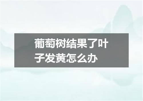 葡萄树结果了叶子发黄怎么办