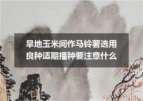 旱地玉米间作马铃薯选用良种适期播种要注意什么