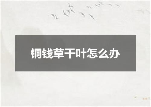 铜钱草干叶怎么办