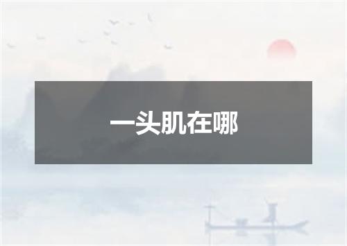 一头肌在哪