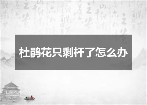 杜鹃花只剩杆了怎么办