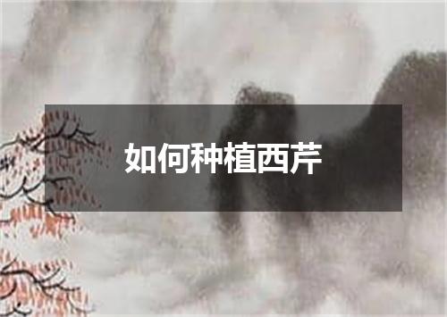 如何种植西芹