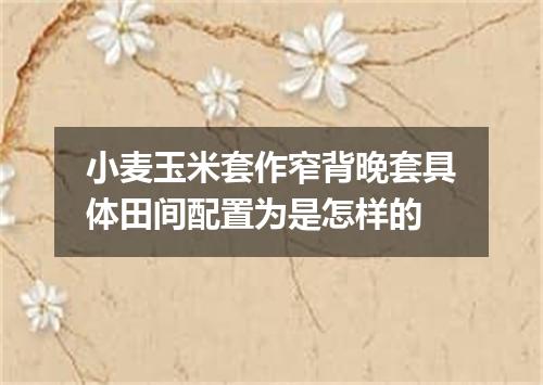 小麦玉米套作窄背晚套具体田间配置为是怎样的