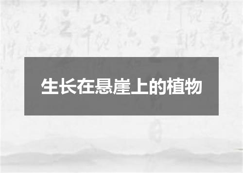 生长在悬崖上的植物