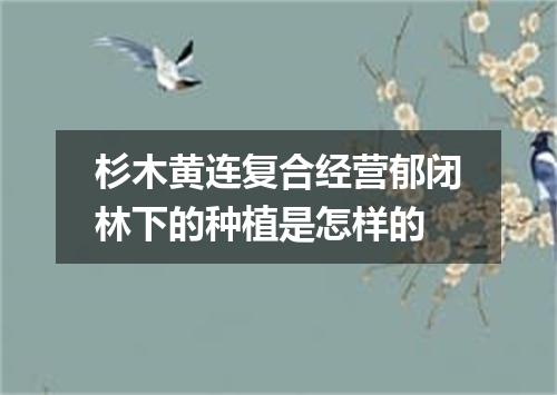 杉木黄连复合经营郁闭林下的种植是怎样的