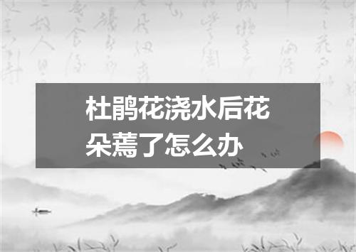 杜鹃花浇水后花朵蔫了怎么办
