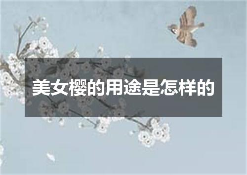 美女樱的用途是怎样的