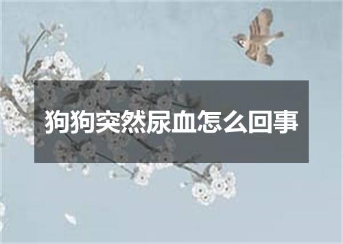 狗狗突然尿血怎么回事