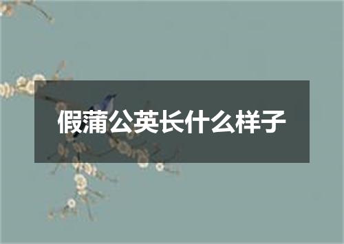 假蒲公英长什么样子