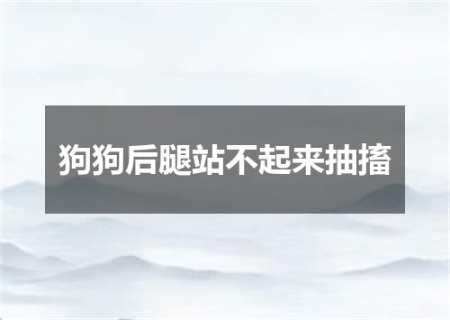 狗狗后腿站不起来抽搐