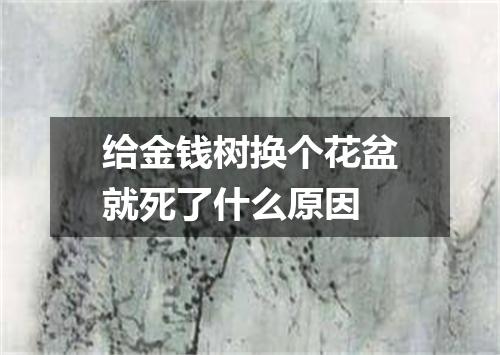 给金钱树换个花盆就死了什么原因