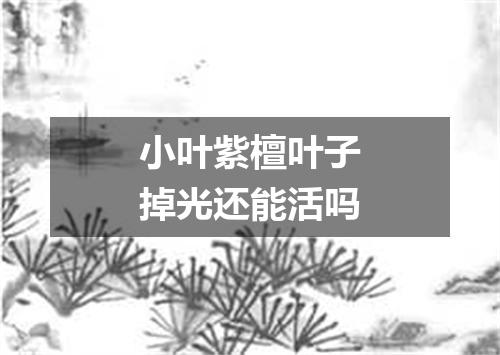 小叶紫檀叶子掉光还能活吗