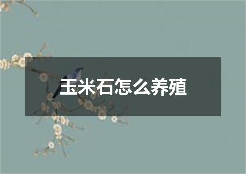 玉米石怎么养殖