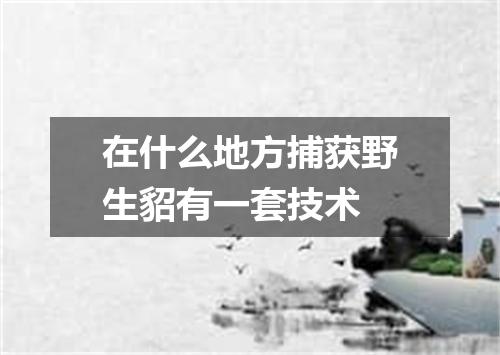 在什么地方捕获野生貂有一套技术