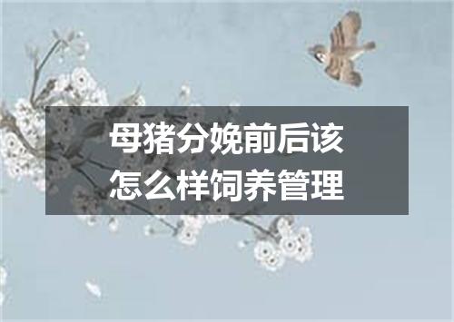 母猪分娩前后该怎么样饲养管理