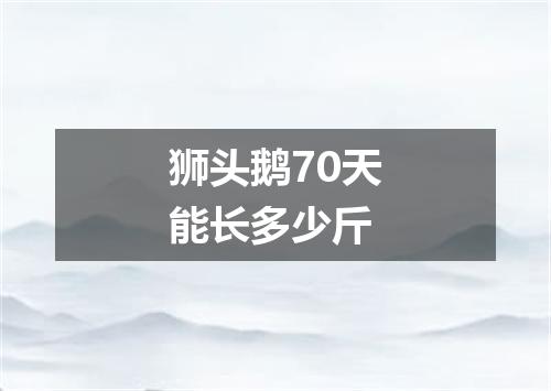 狮头鹅70天能长多少斤