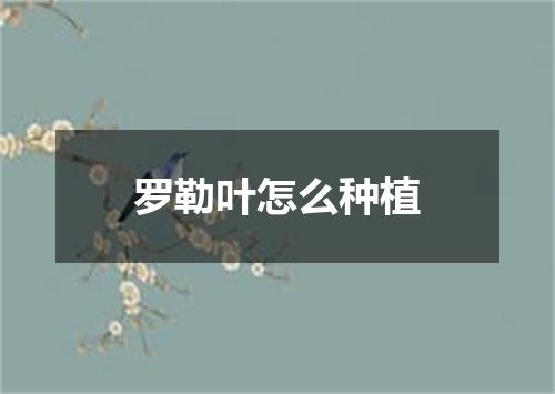 罗勒叶怎么种植