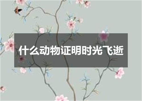 什么动物证明时光飞逝