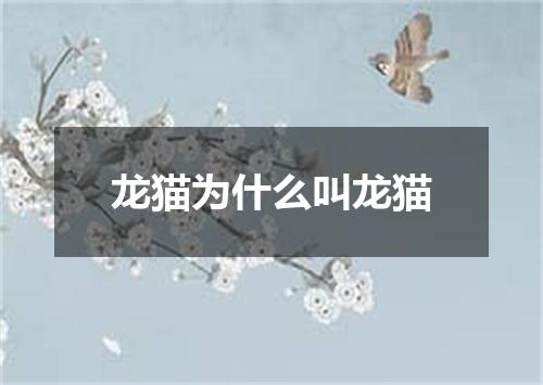 龙猫为什么叫龙猫