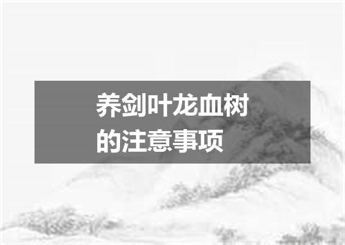 养剑叶龙血树的注意事项