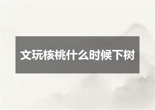文玩核桃什么时候下树