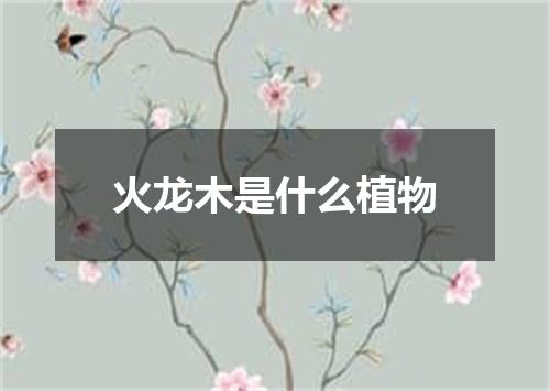 火龙木是什么植物