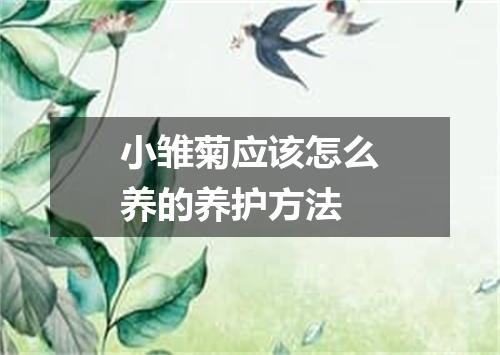 小雏菊应该怎么养的养护方法