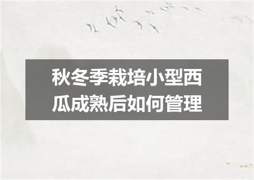 秋冬季栽培小型西瓜成熟后如何管理