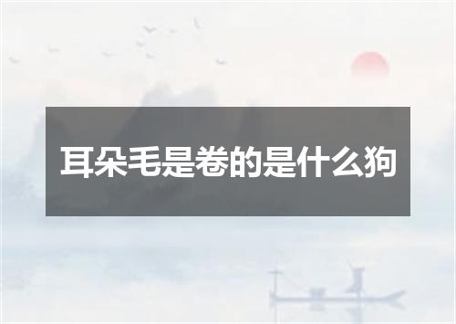 耳朵毛是卷的是什么狗