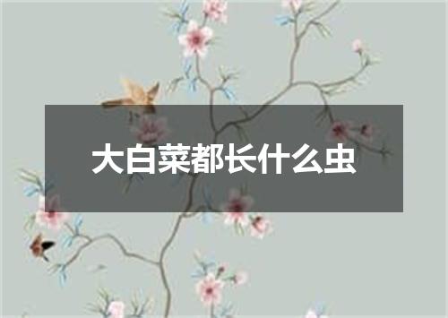 大白菜都长什么虫