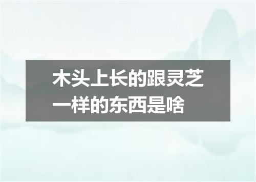 木头上长的跟灵芝一样的东西是啥