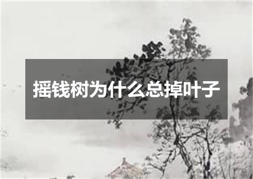 摇钱树为什么总掉叶子