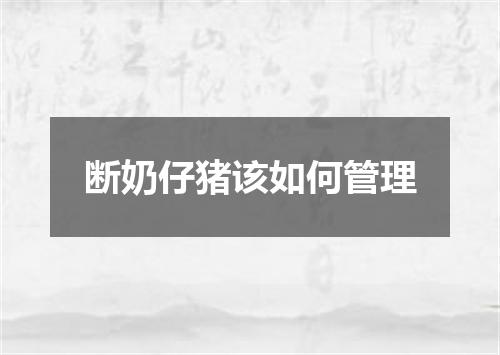 断奶仔猪该如何管理