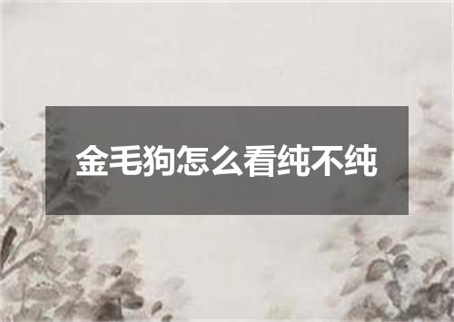 金毛狗怎么看纯不纯