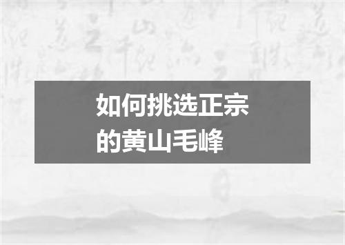如何挑选正宗的黄山毛峰