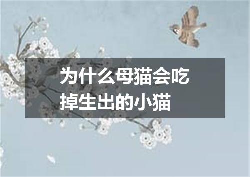 为什么母猫会吃掉生出的小猫