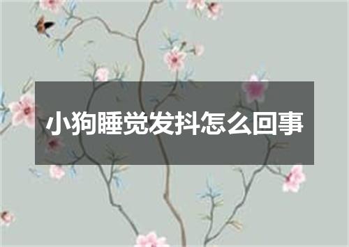 小狗睡觉发抖怎么回事