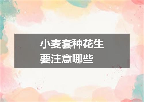 小麦套种花生要注意哪些