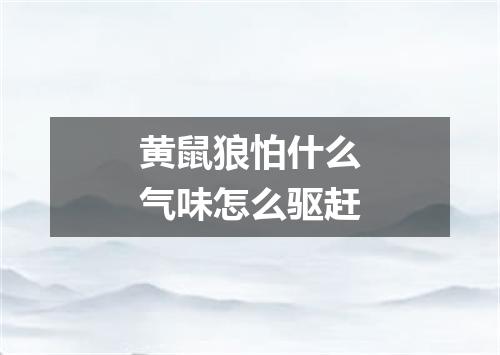 黄鼠狼怕什么气味怎么驱赶