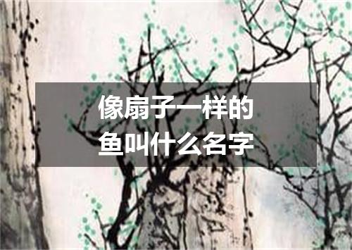 像扇子一样的鱼叫什么名字