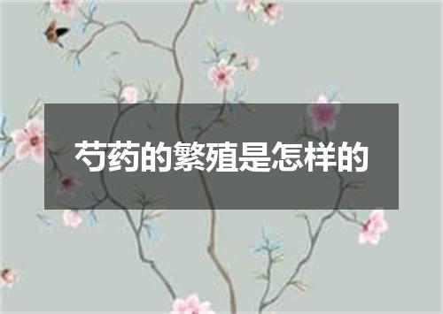 芍药的繁殖是怎样的