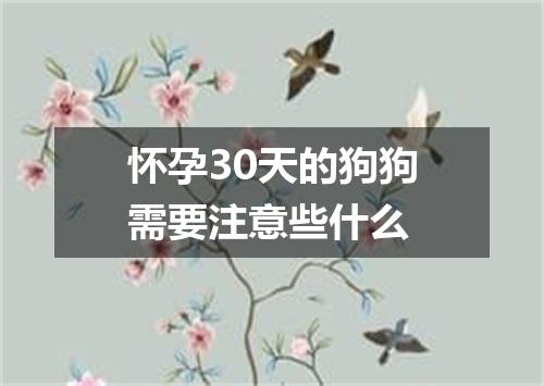 怀孕30天的狗狗需要注意些什么