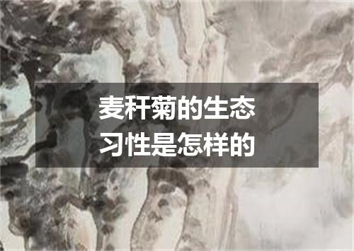 麦秆菊的生态习性是怎样的